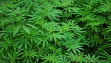 Правительство Канады официально легализовало употребление марихуаны