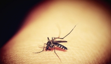 Билл Гейтс создаёт армию комаров-мутантов