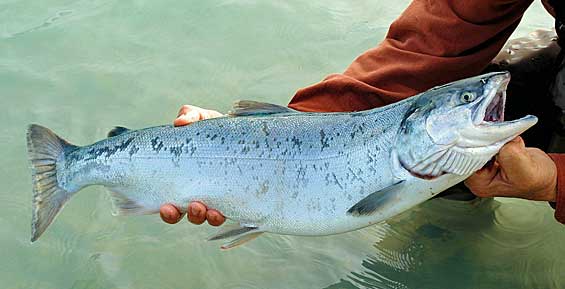 На Камчатке рыбопромышленники помогут ученым провести учет лососей
