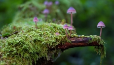 Ученые узнали, какие грибы помогают бороться с онкологией