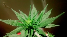 В Грузии отменён штраф за курение марихуаны