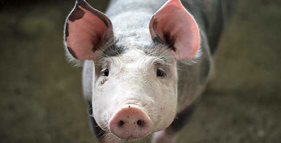 Камчатская компания планирует увеличить объемы производства свинины в крае
