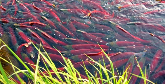 В двух районах Камчатки сняли запрет на добычу лососей