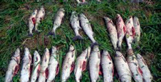 Двое жителей Камчатки электроудочкой наловили 180 килограммов лососей
