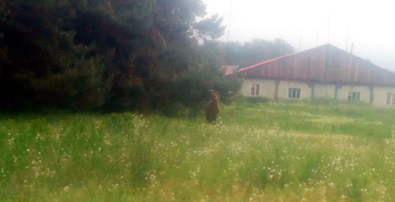 На Камчатке медвежонок забрел в районный центр