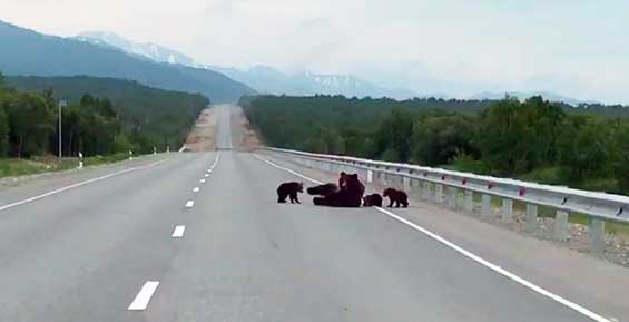 На Камчатке медведица с медвежатами устроили привал на дороге (видео)