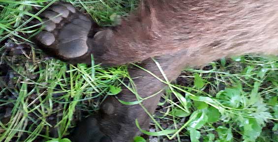 На Елизовском кладбище охотоведы убили третьего медведя