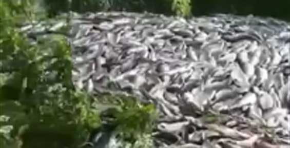 В лесах на Камчатке выбрасывают тонны красной рыбы с икрой (видео)