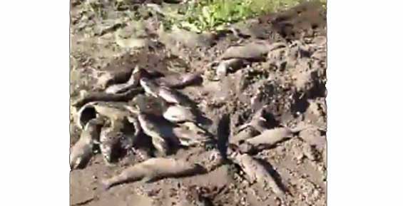 На Камчатке неизвестные вывалили в дорожную пыль два самосвала горбуши (видео)
