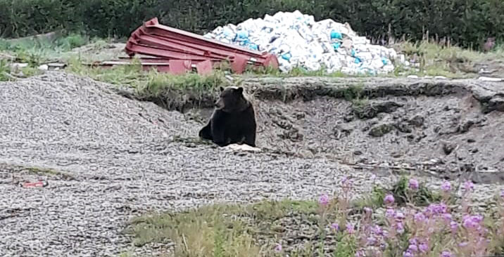 На Камчатке агрессивный медведь тяжело ранил женщину