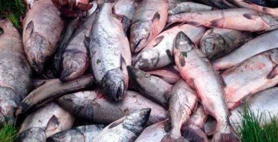 Полицейские на Камчатке возбудили почти 100 уголовных дел о незаконной добыче рыбы