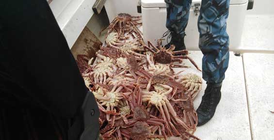 Полицейские нашли в лодке у жителя Камчатки 100 крабов (фото)