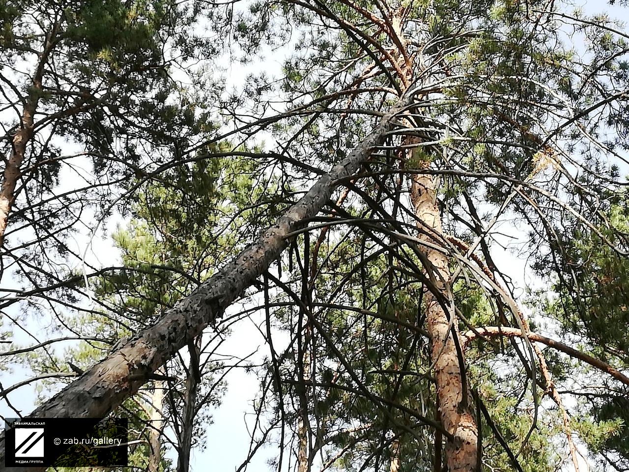 Сухое дерево грозит обрушиться на прохожих между «Академией Здоровья» и ККБ - очевидец