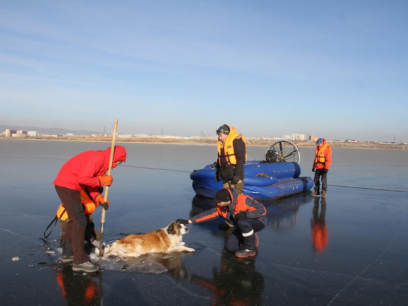 Спасатели освободили вмёрзшую в лед озера Кенон собаку